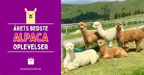 g tur med alpaca kbenhavn|Kom tæt på Alpacaen i Danmarks nye Alpacapark